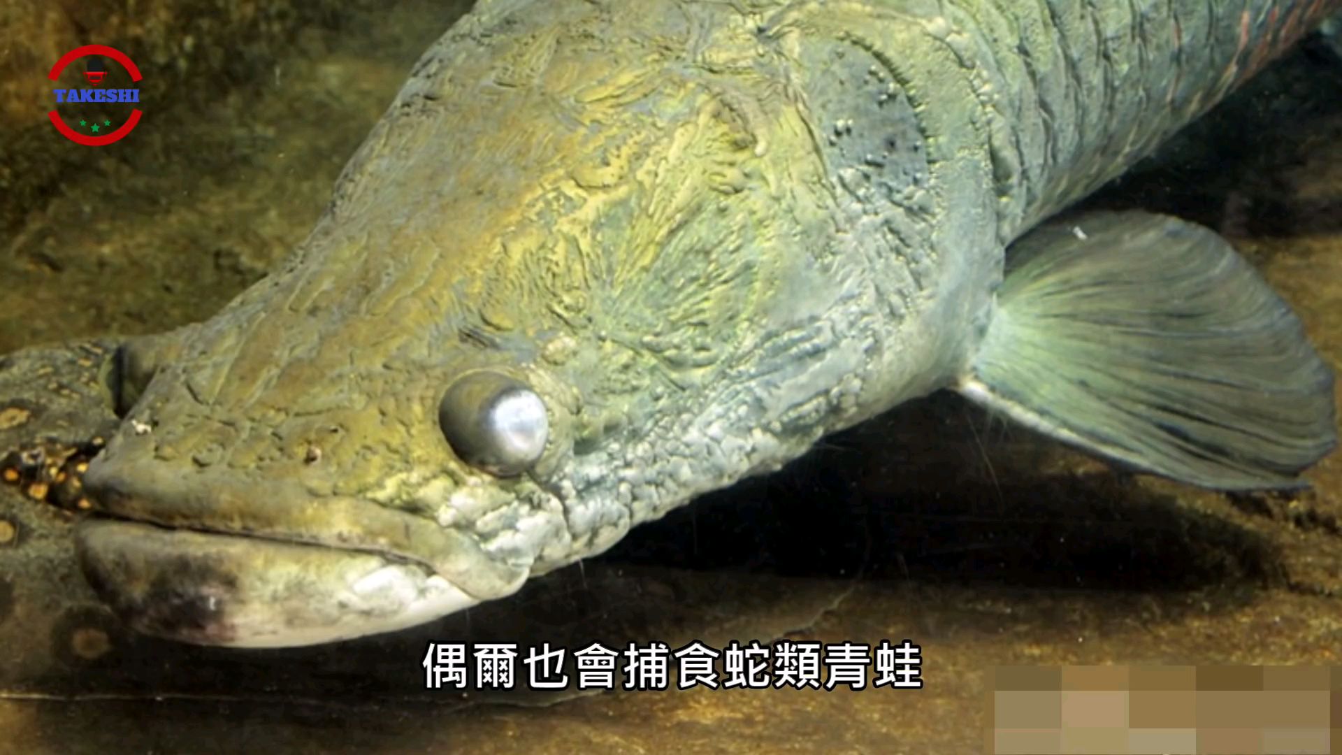 亚马逊河流top_5
